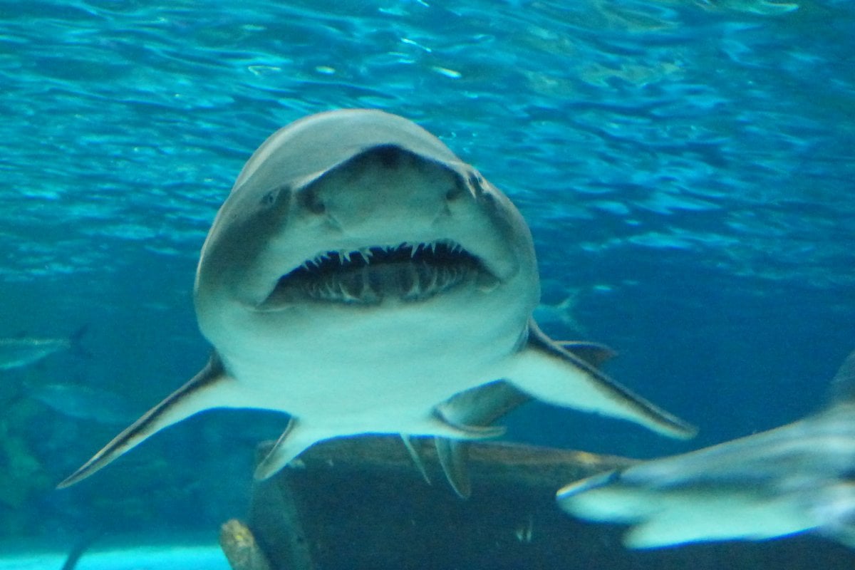 South Carolina Aquarium - Gallery Image 2